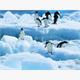 Diamond Painting 6037-40431 Pinguine 25 x 35 cm