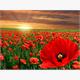 Diamond Painting 6037-40631 Mohnblumen 25 x 35 cm