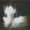 Diamond Painting Blue Eyed Kitten 40 x 40 cm, runde Steine | Bild 2