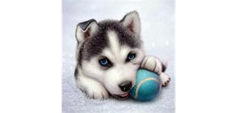 Diamond Painting Der freche Husky, 40 x 40 cm, runde Steine