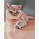 ideyka AMO7530 Diamond Painting - Lieblingspelz mit Rahmen 40 x 50 cm