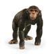 Schleich Wild Life 14883 Schimpanse